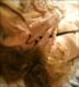 Private Photo of Cara_mia